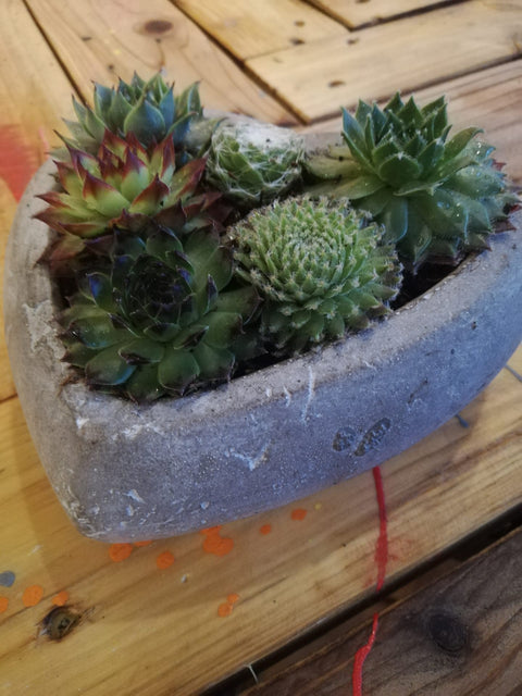 OUTDOOR - Sempervivum in hartvorm