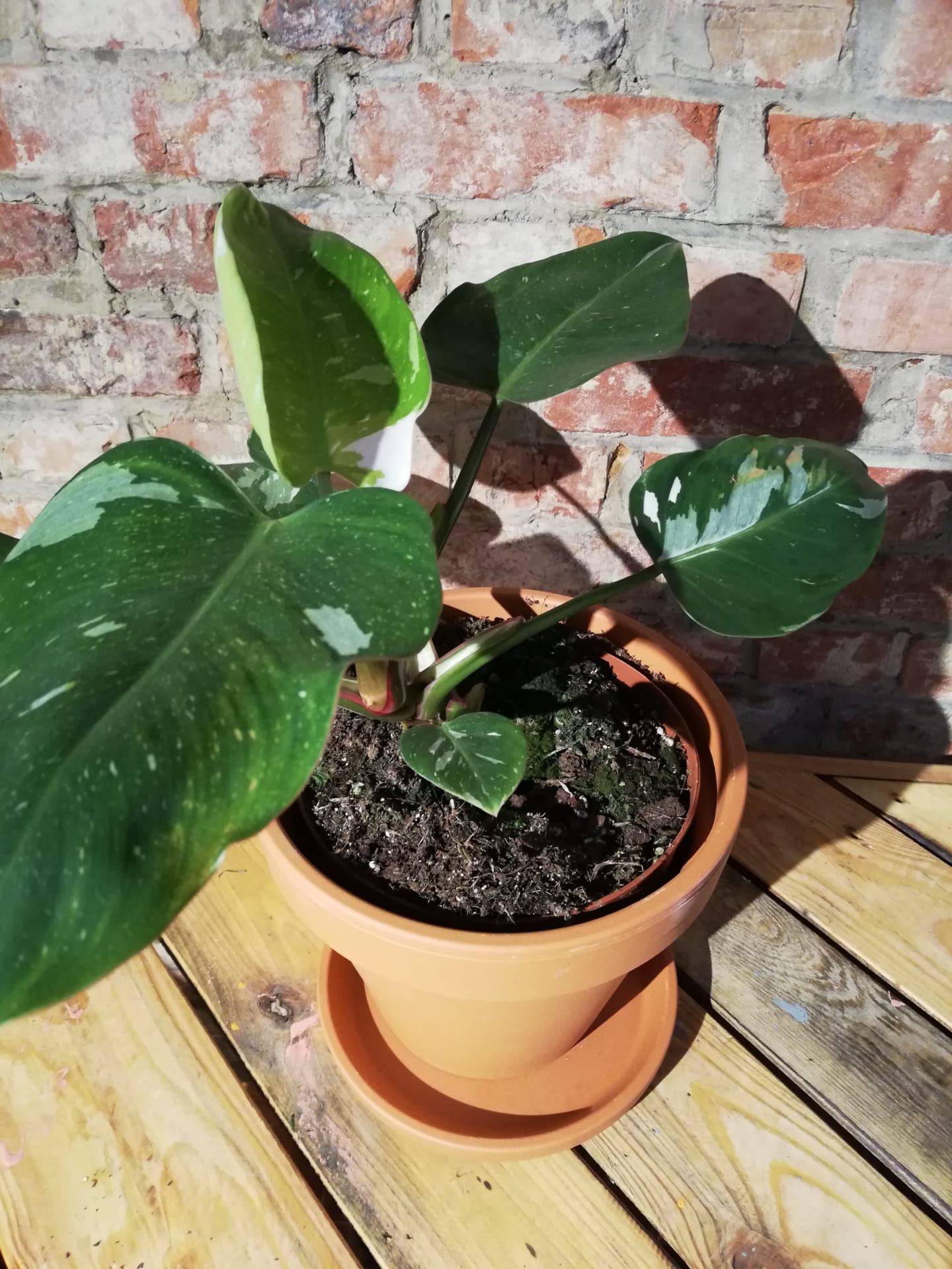 Philodendron White Princess (EXCLUSIEF)