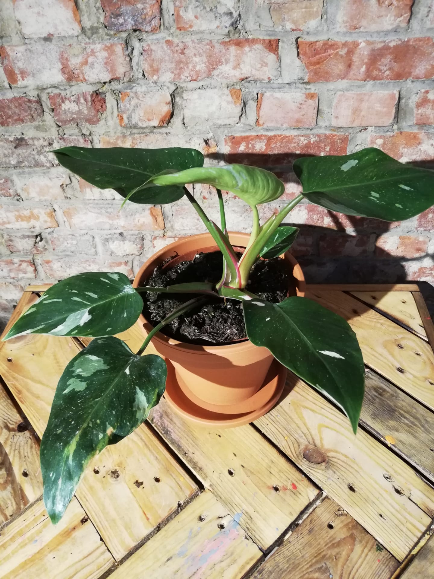 Philodendron White Princess (EXCLUSIEF)