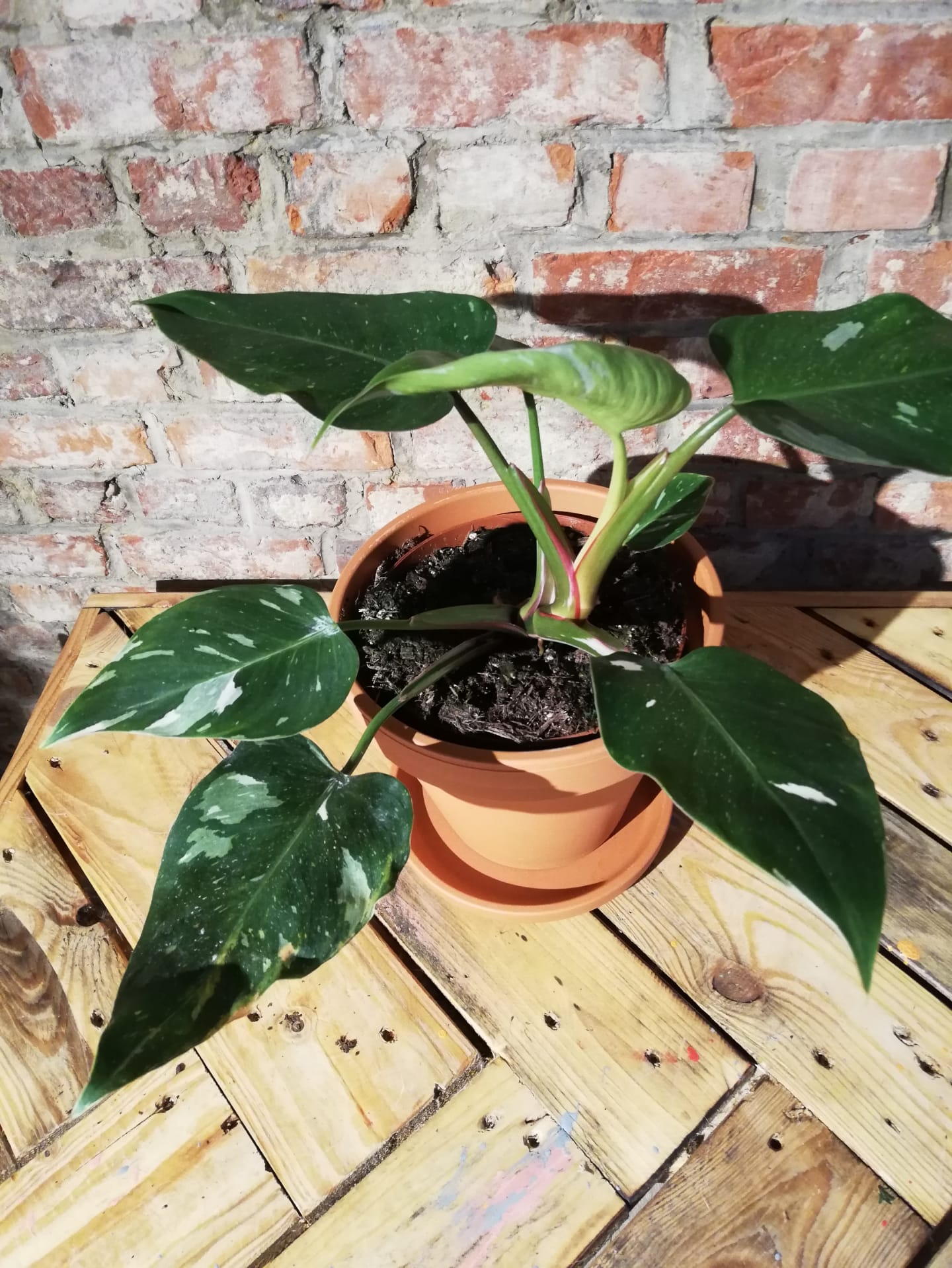 Philodendron White Princess (EXCLUSIEF)