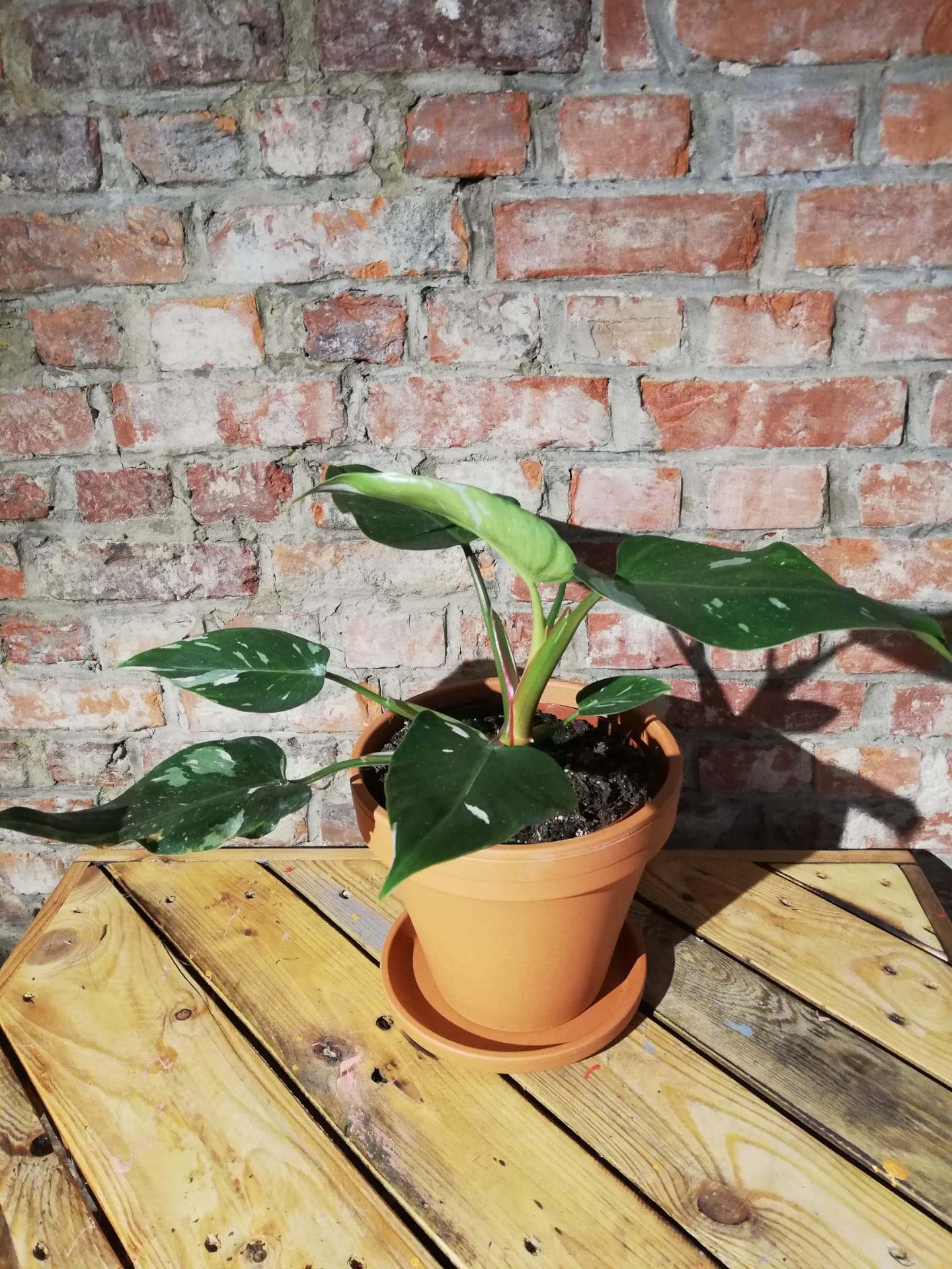 Philodendron White Princess (EXCLUSIEF)