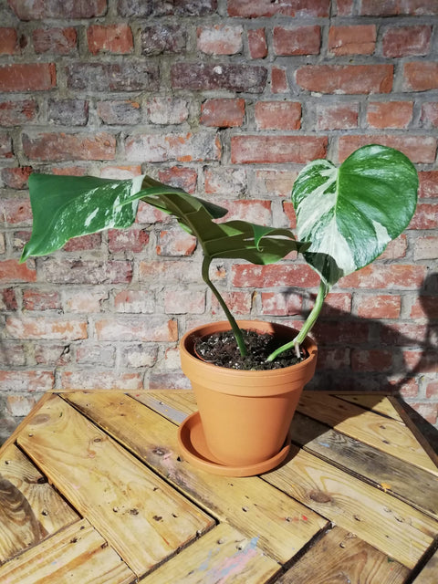 KAMERPLANT - Monstera Deliciosa Variegata (EXCLUSIEF)
