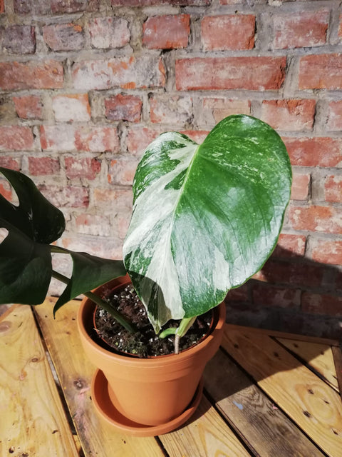 KAMERPLANT - Monstera Deliciosa Variegata (EXCLUSIEF)