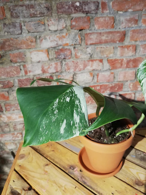 KAMERPLANT - Monstera Deliciosa Variegata (EXCLUSIEF)