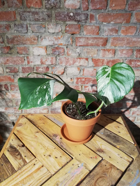 KAMERPLANT - Monstera Deliciosa Variegata (EXCLUSIEF)