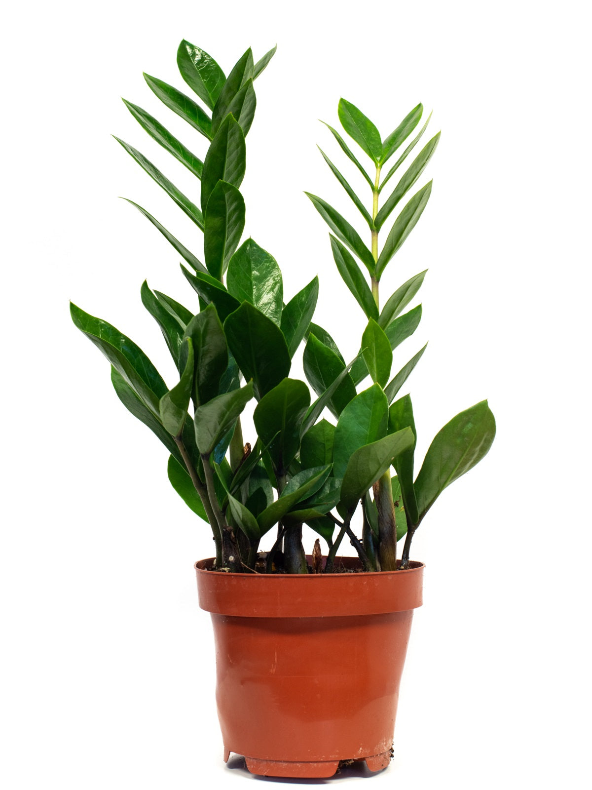 Zamioculcas