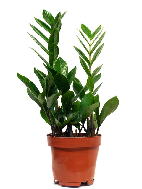 KAMERPLANT - Zamioculcas (ZZ-plant)