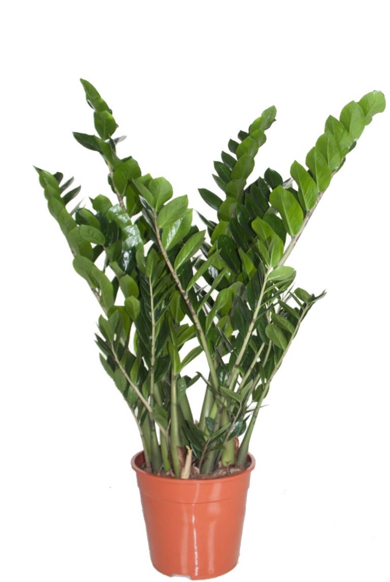 Zamioculcas