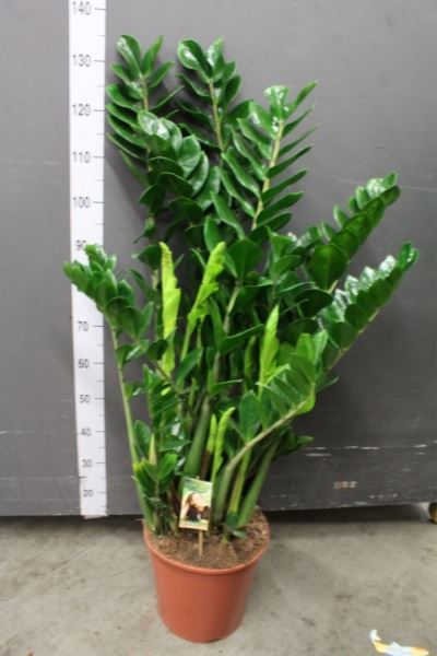 KAMERPLANT - Zamioculcas (ZZ-plant)