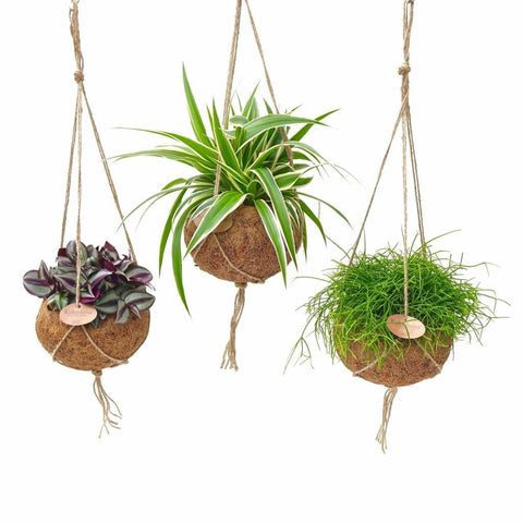 PAKKET - Kamerplantenset Double Espresso Special