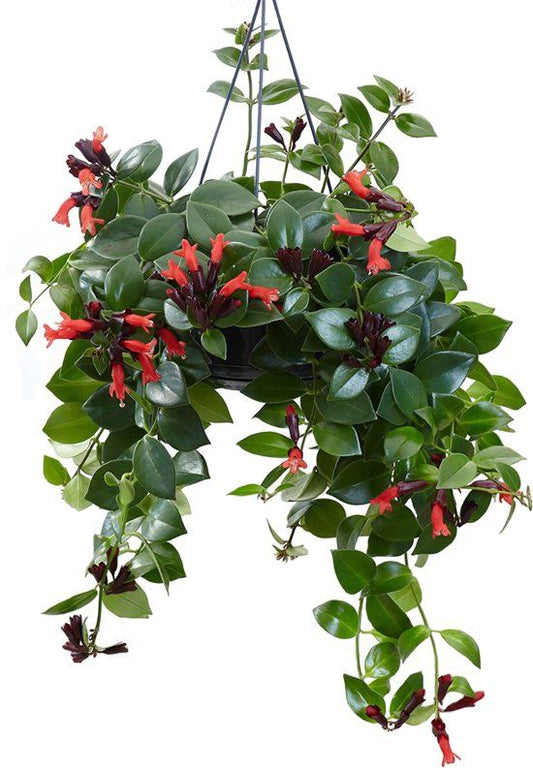 INDOOR - Aeschynanthus (lipstickplant)