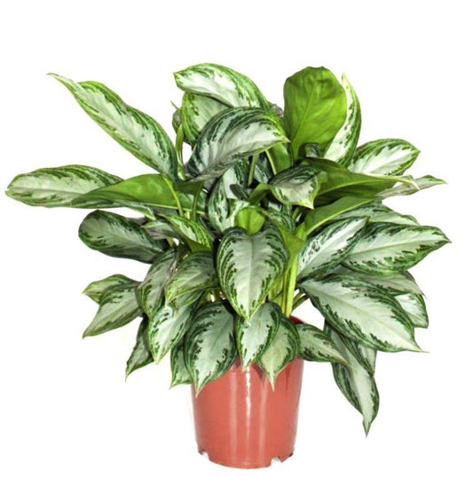 INDOOR - Aglaonema Silver Bay