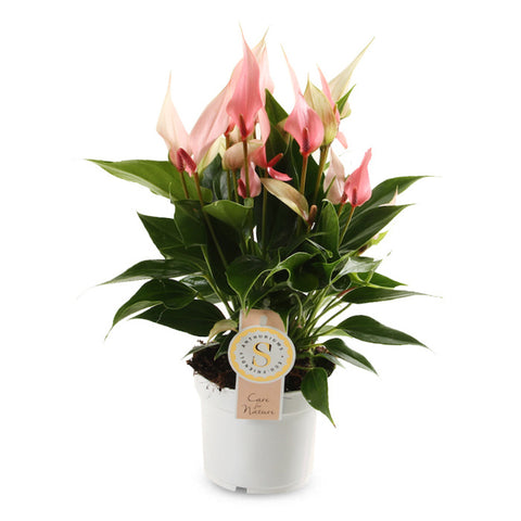 KAMERPLANT - Anthurium (flamingoplant)