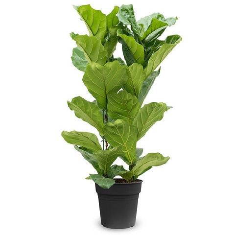 KAMERPLANT - Ficus Lyrata (vioolbladplant)