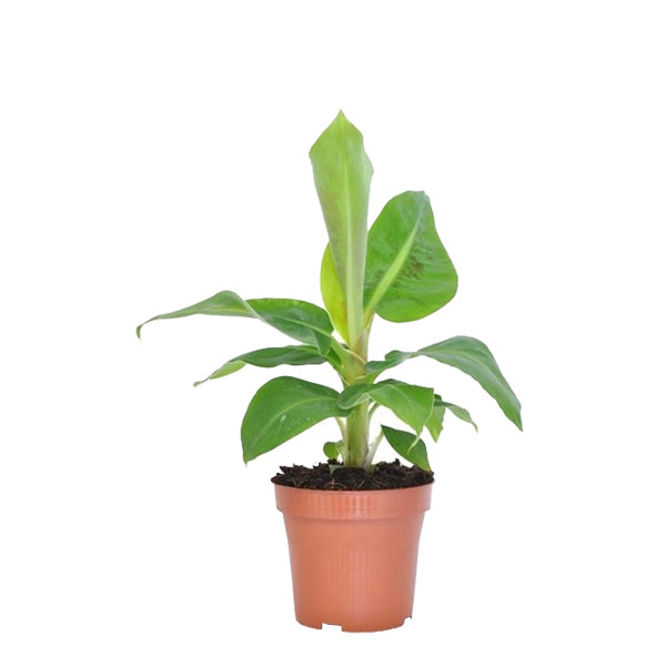 Musa (bananenplant)