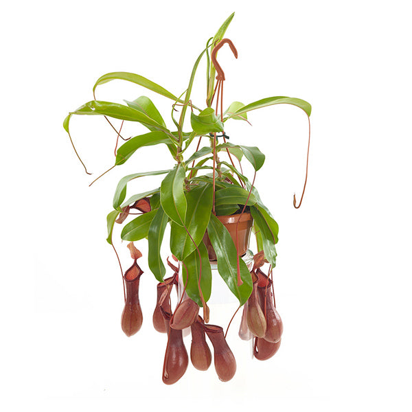 Nepenthes Alata (bekerplant)