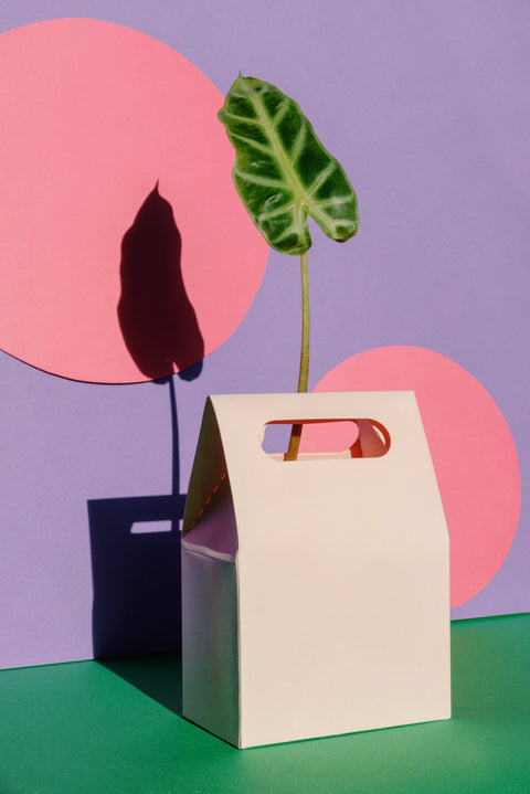 PAKKET - Kamerplanten tweedekans box