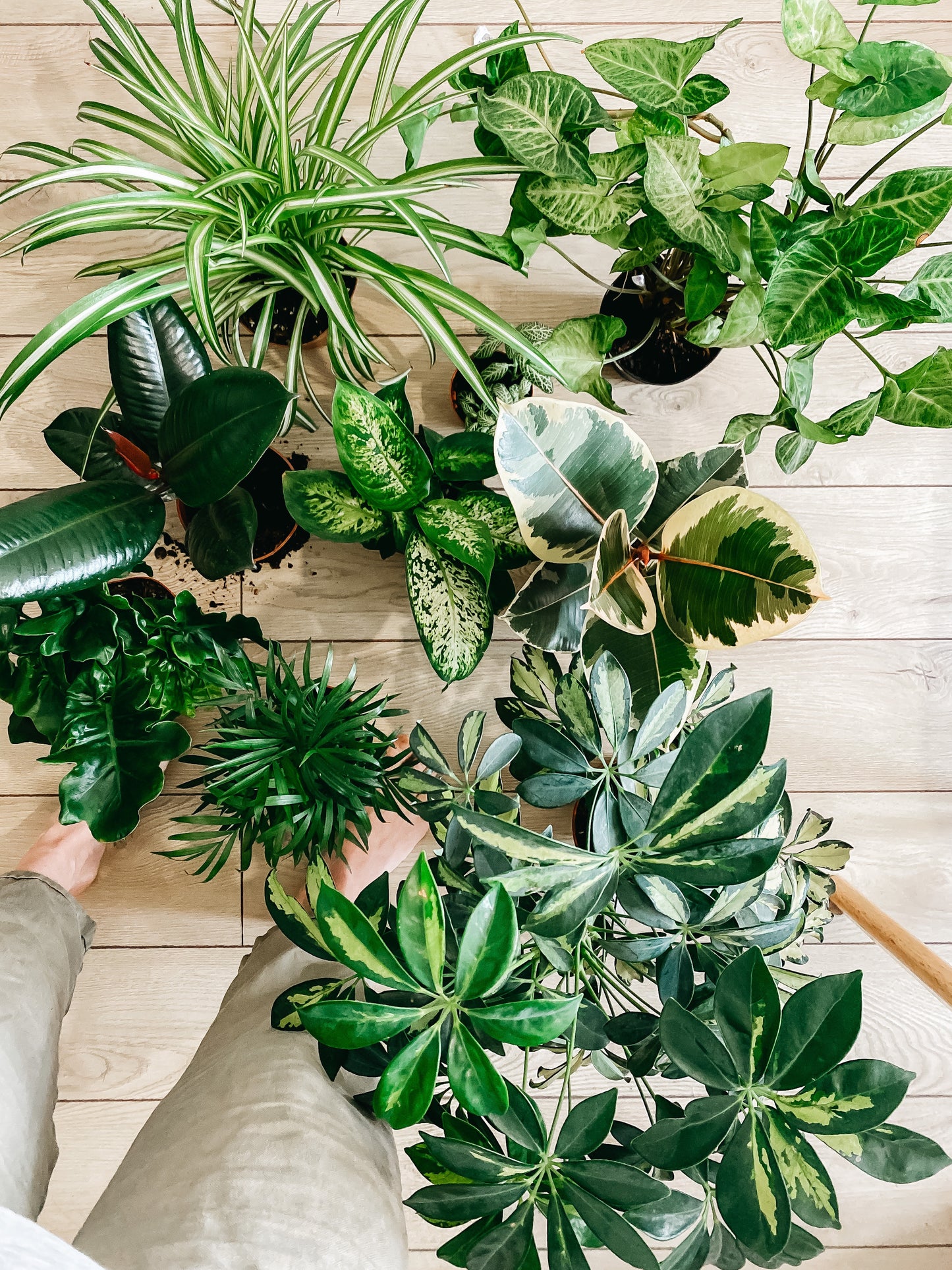 PAKKET - Groene planten box