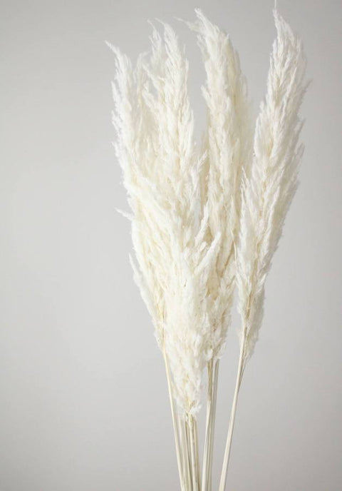 DROOG - Pampas fijn gebleekt