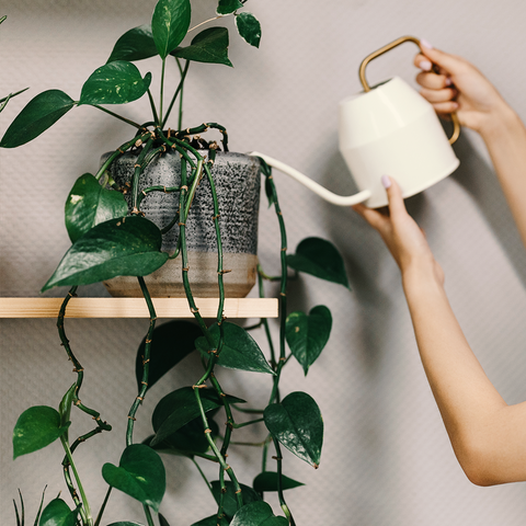 WORKSHOP - kamerplanten stekken en vermeerderen – kweek je eigen jungle (24/10)