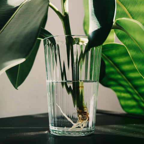 WORKSHOP - kamerplanten stekken en vermeerderen – kweek je eigen jungle (24/10)