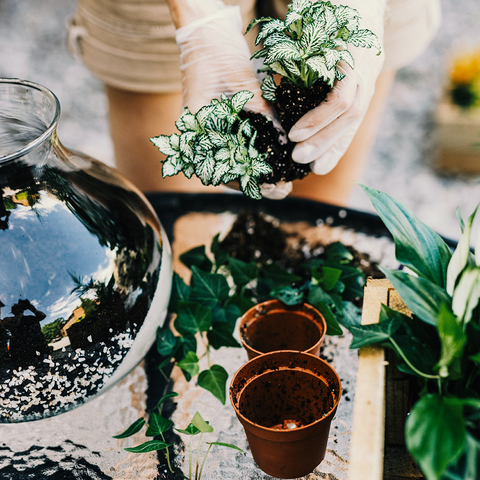 Workshop Terrarium maken & verzorgen (groepsaanvraag)